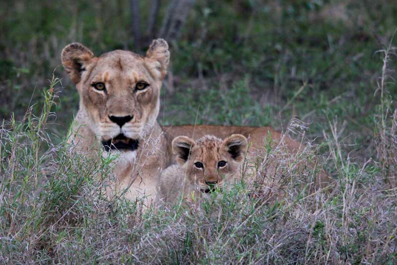 lionesscub-aof-conraadloubser