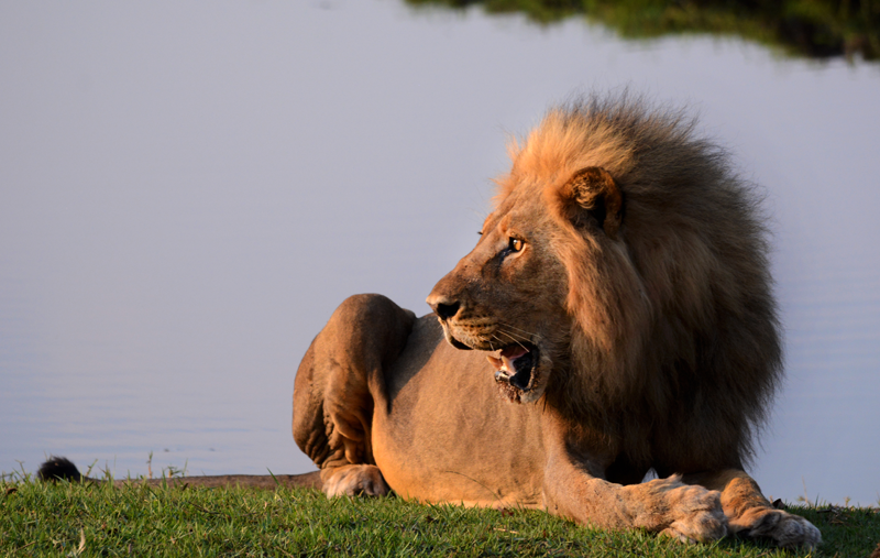 Looking towards the danger as elephants come hurtling across the swamps towards them. Image by Kevin MacLaughlin.