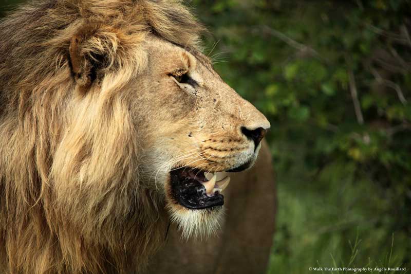 malelion-angele-umkumbe