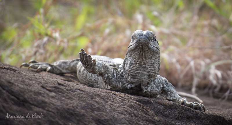 Image by Mariana de Klerk.