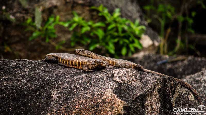 platedlizards-cam-umkumbe