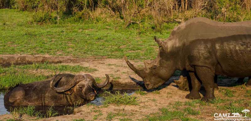 rhinobuff-cam-umkumbe