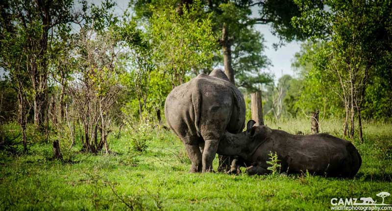 rhinocalf-umkumbe-cam