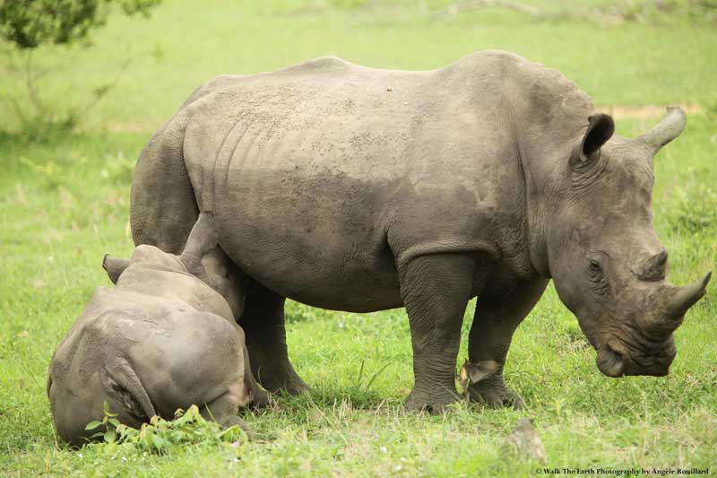 rhinos-angele-umkumbe