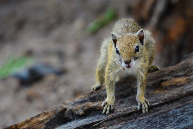 Image by Kevin MacLaughlin