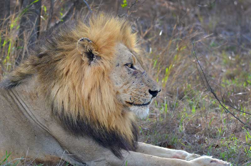 Image by Luan Oosthuizen