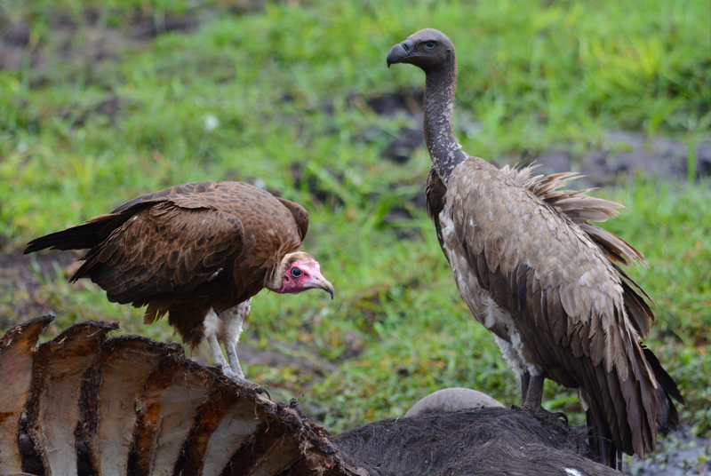 A hooded vulture bows slightly to the bigger white-backed vulture on the back of the buffalo kill. Image by Kevin MacLaughlin.