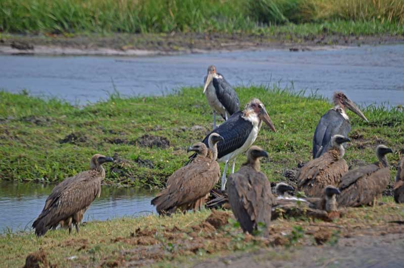 The scavengers gather at a lion kill site. Image by Chloe Cooper.