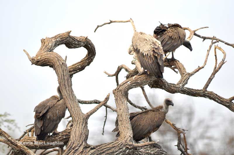 Image by Kevin MacLaughlin