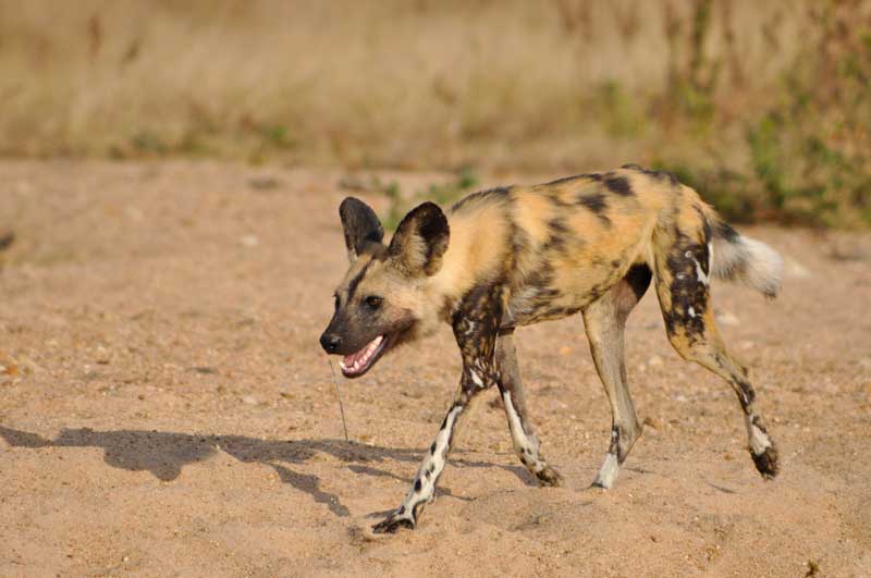 Image by Kevin MacLaughlin