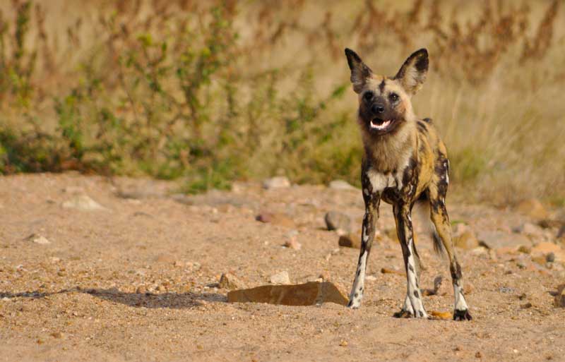 Image by Kevin MacLaughlin