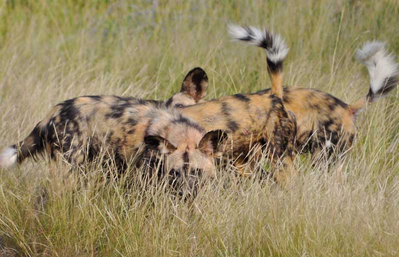 wilddogs-kevinmac