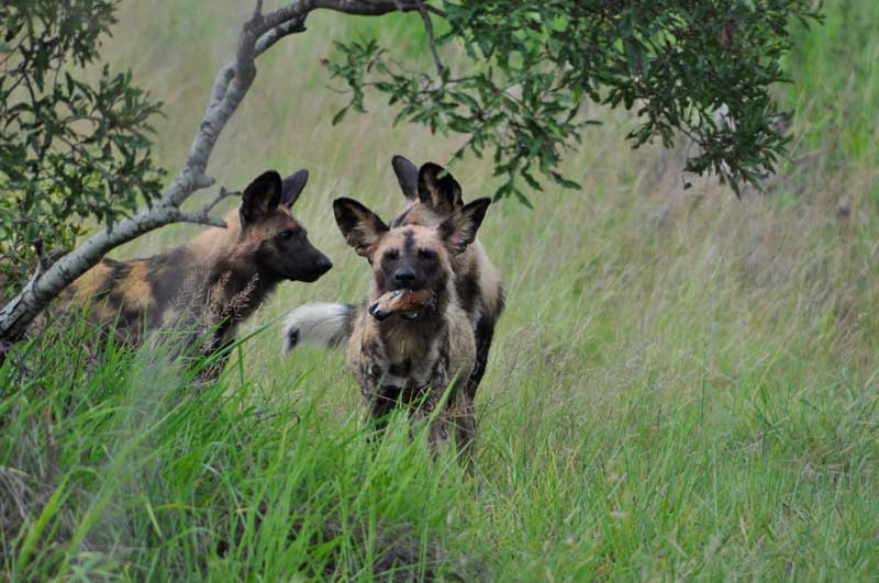 wilddogs10-kevinmac