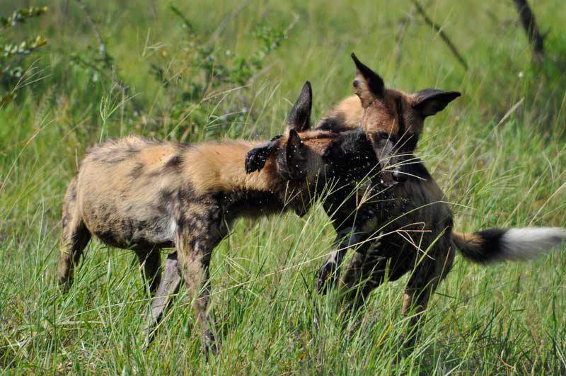 wilddogs13-kevinmac