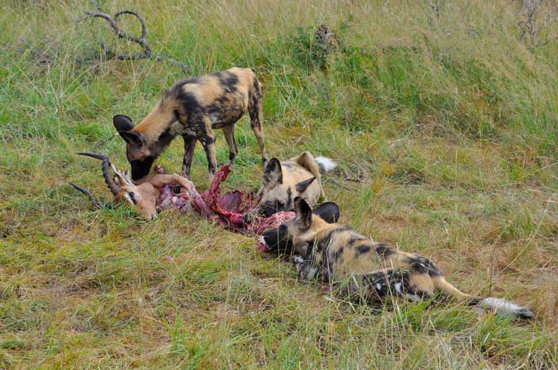 wilddogs14-kevinmac