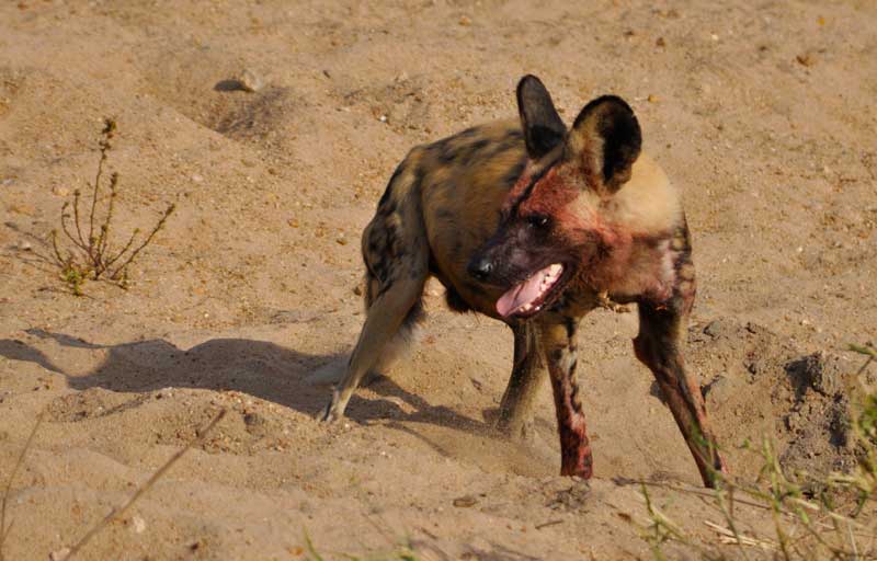 wilddogs3-kevinmac