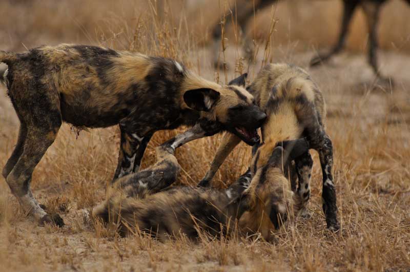 wilddogs4-kevinmac