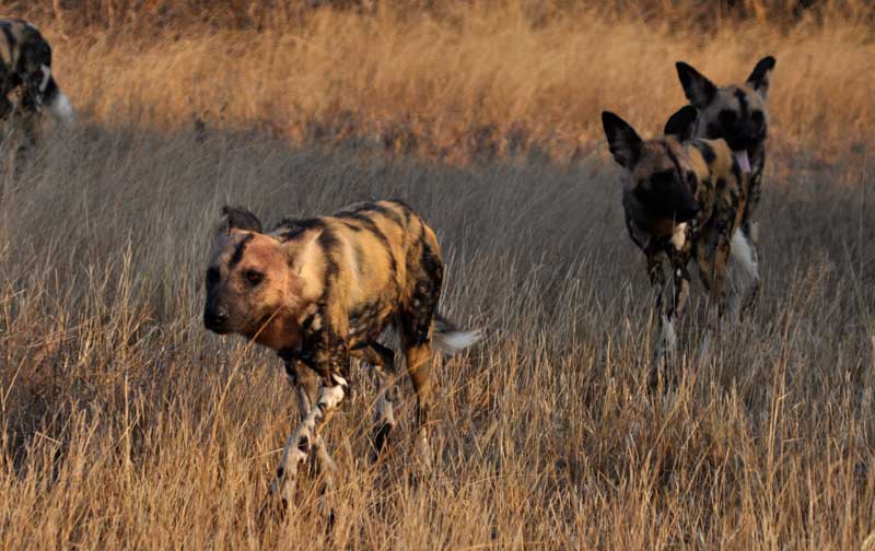 wilddogs6-kevinmac
