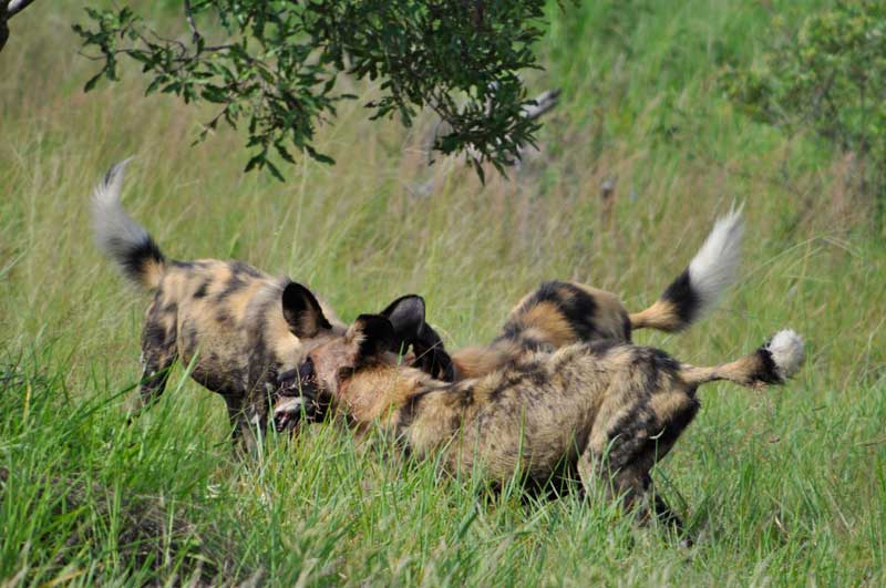 wilddogs9-kevinmac