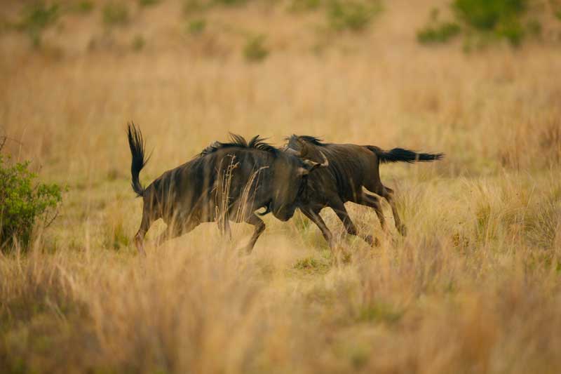 wildebeest-savuti-kevinmac