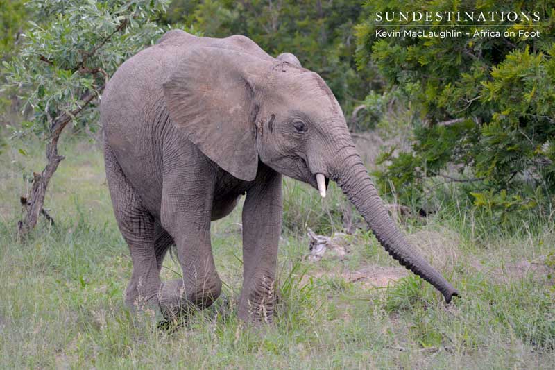 The greatest of them all. 