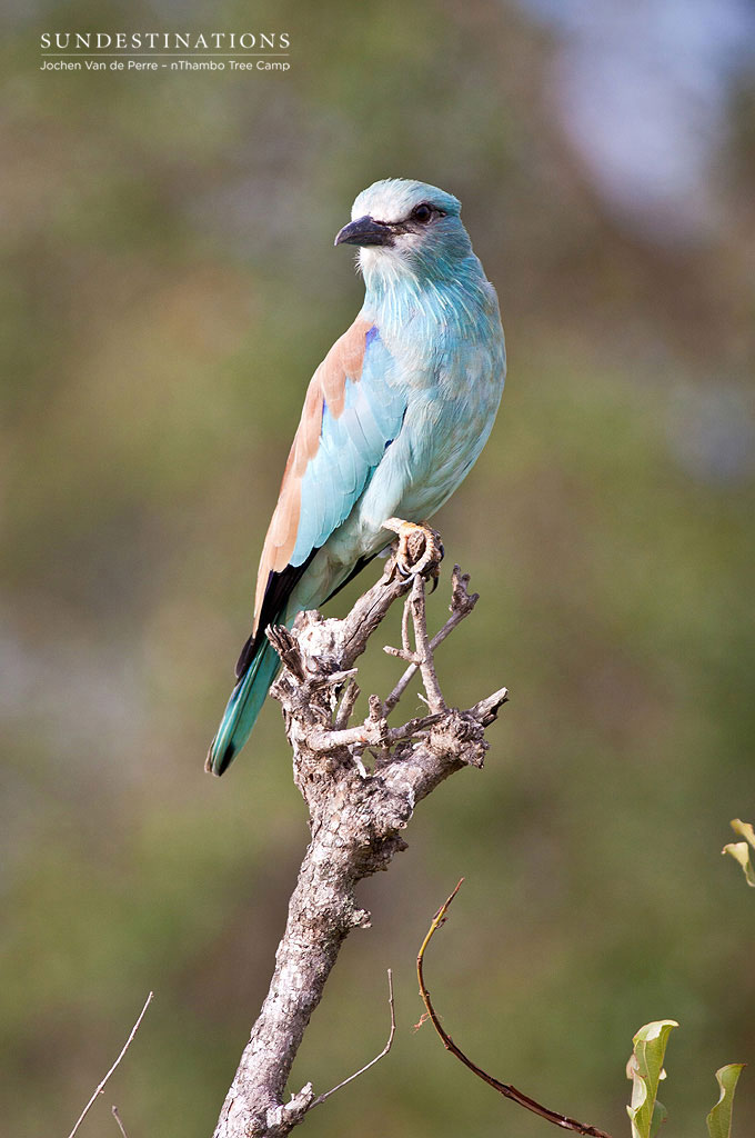 Jochen captured this European Roller in beautiful light