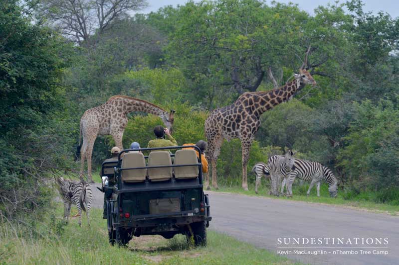 Giraffes dwarfing both the zebras and the game viewer.
