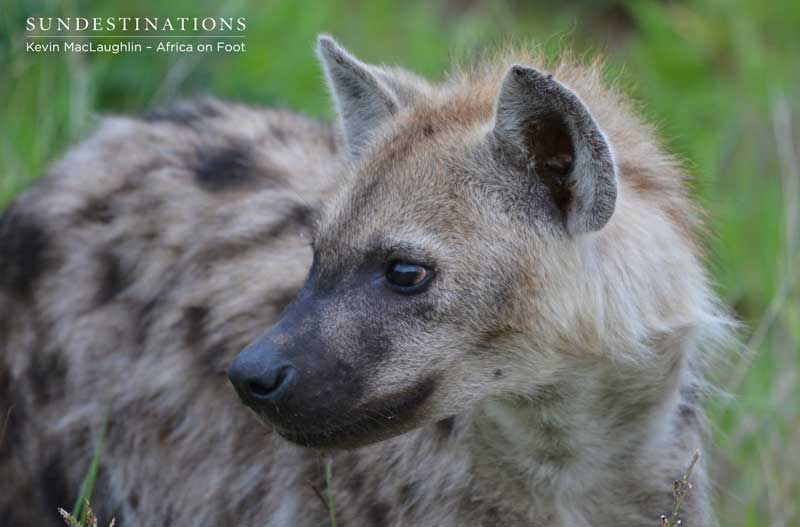Up close with some of the strongest jaws in Africa.