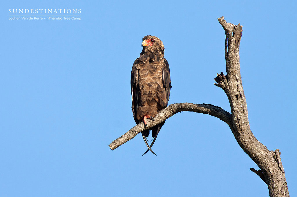 A juvenile Bateleur eagle against a backdrop of a clear blue African sky