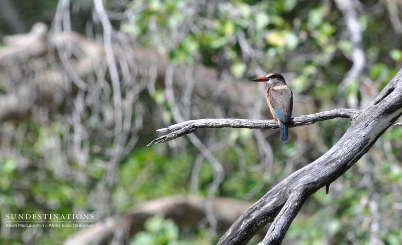 Brown-hooded kingfisher.