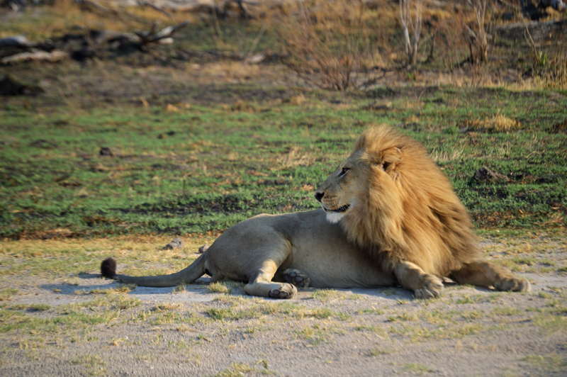 lion10-delta-kevinmac