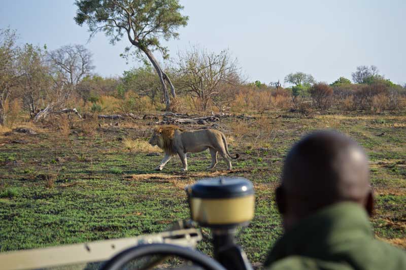 lion8-delta-kevinmac