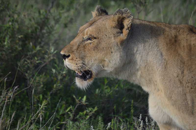 lioness-nthambo