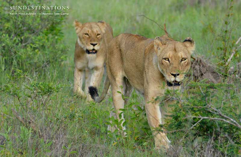 lionesses-nthambo-kevinmac-1