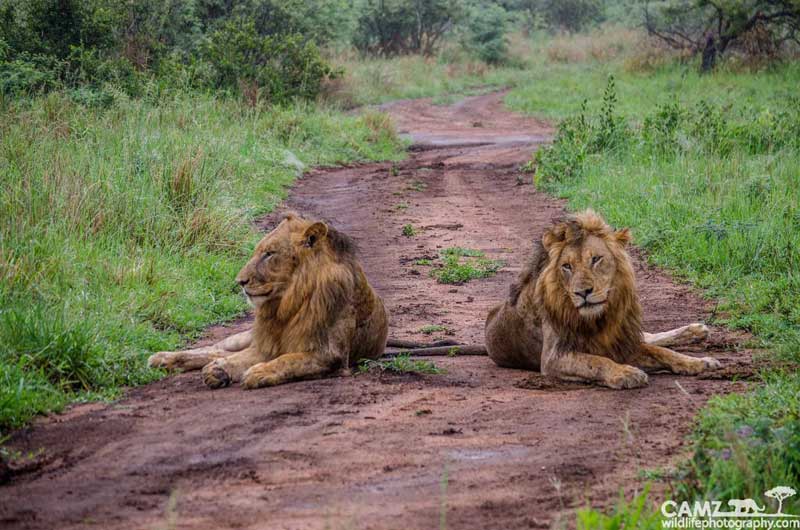 In all their glory. Umkumbe Safari Lodge.