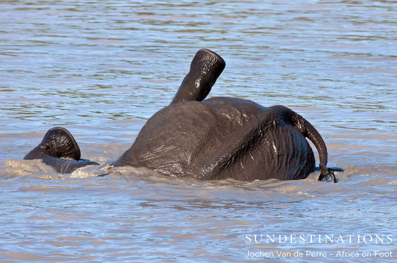 AfricaOnFootElephant