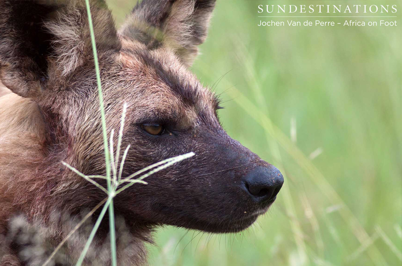 AfricanWildDogKlaserie