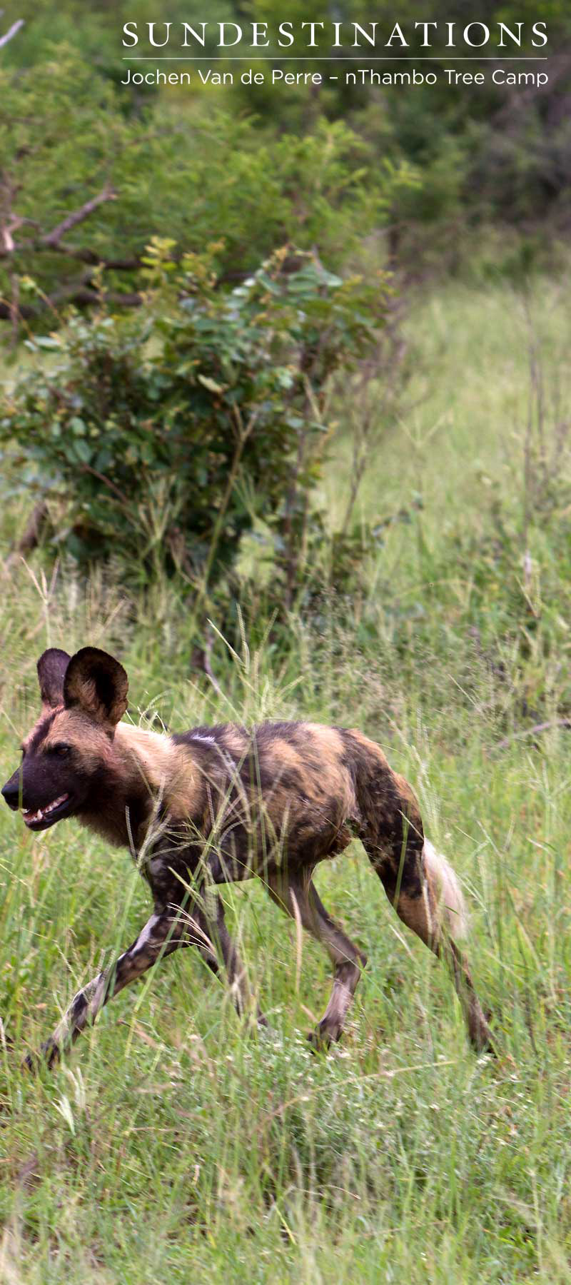 AfricanWildDogRunning