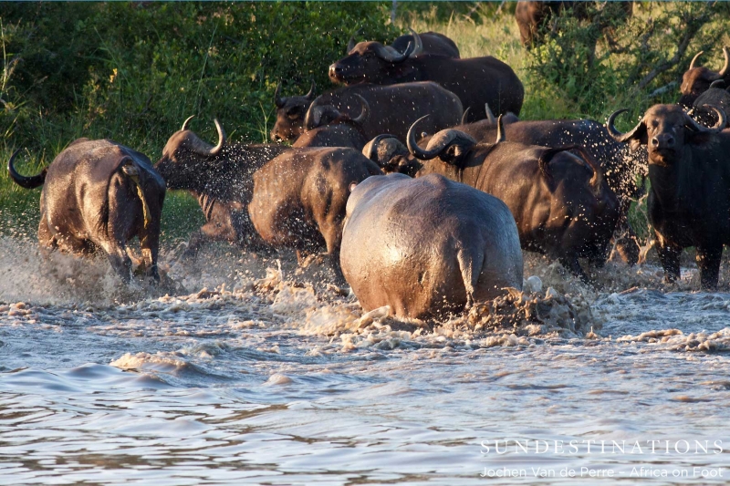 Buffalo4-e1424258812269