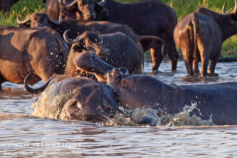 Buffalo5-e1424260912315