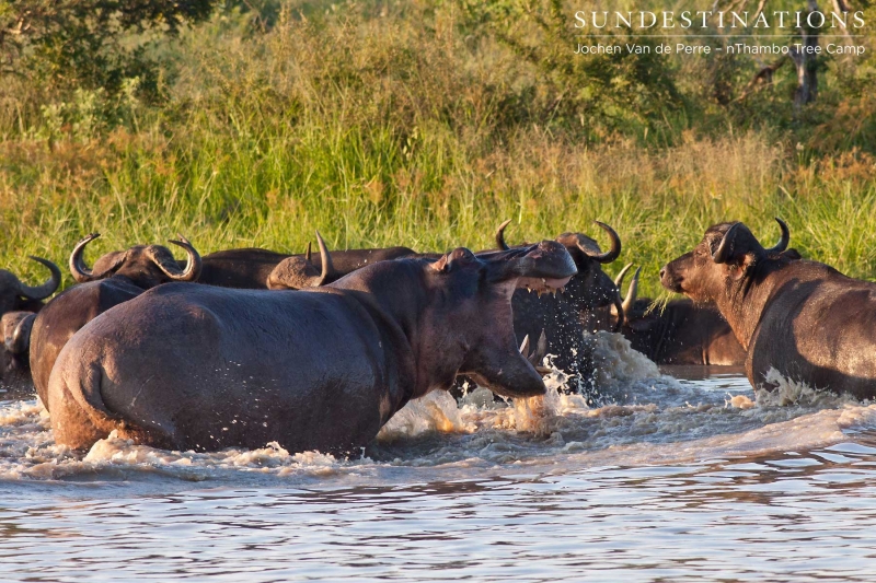 Buffalo7-e1424265793237