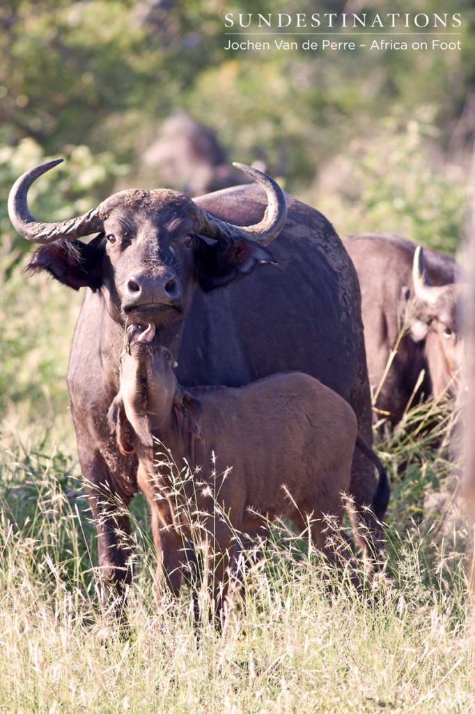 BuffaloCalf-682x1024 BuffaloCalf-682x1024