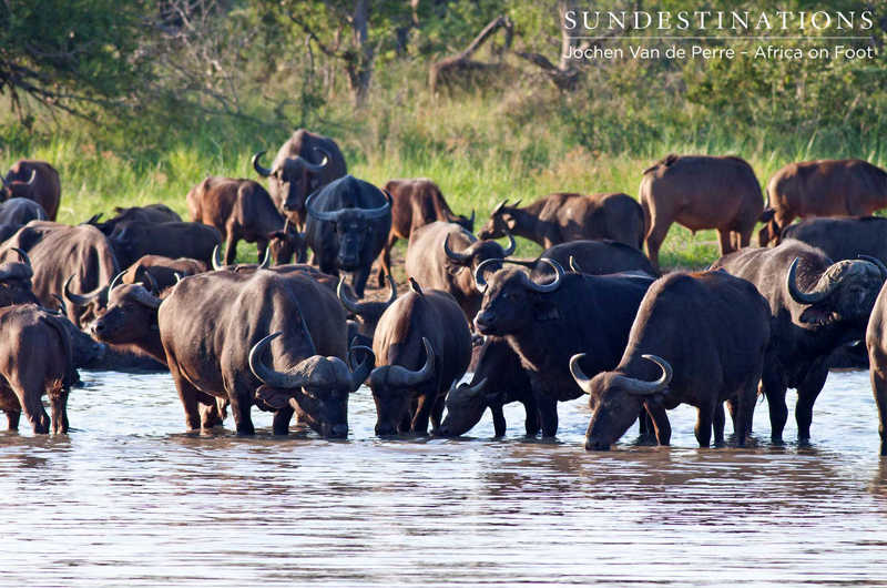 BuffaloDrinking BuffaloDrinking