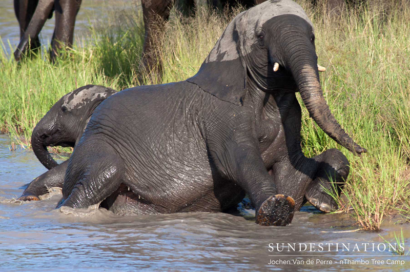 Elephantbathing Elephantbathing