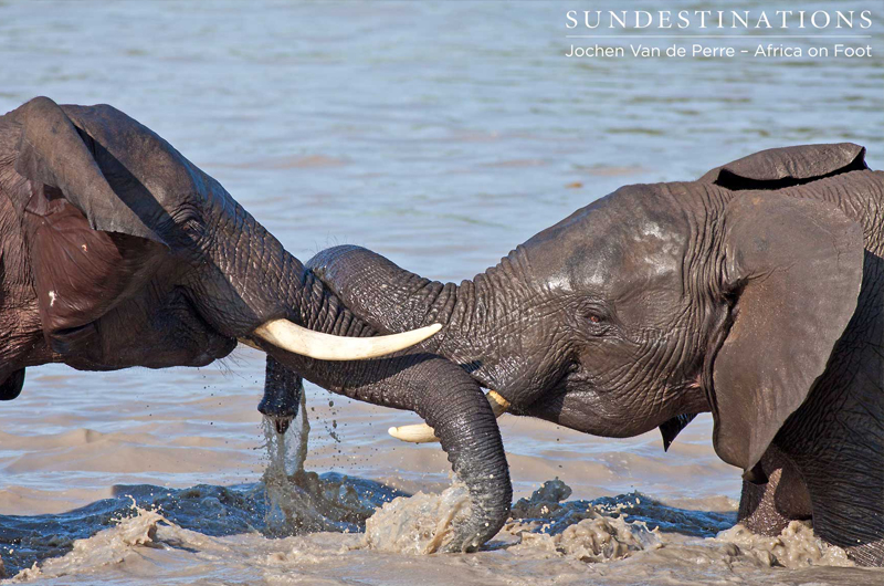 Elephantplaying Elephantplaying