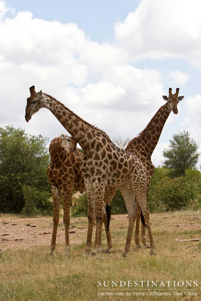 Giraffe5