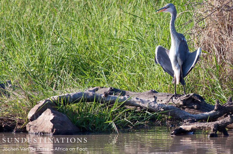 Heron Heron