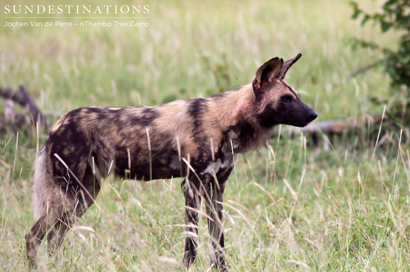 LoneAfricanWildDog