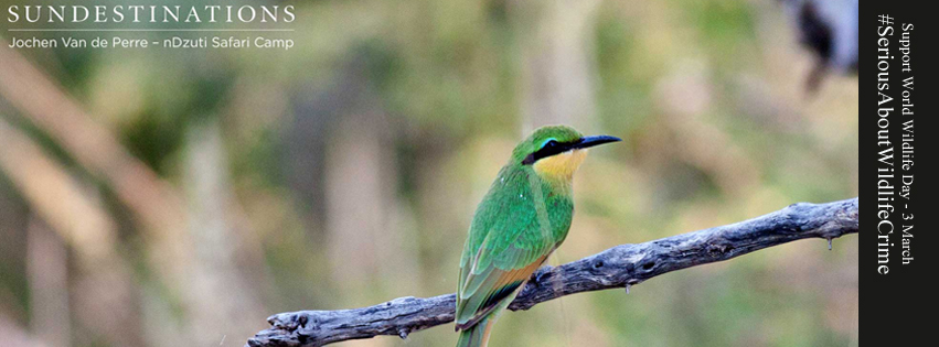 SDWildlifeBeeBird SDWildlifeBeeBird