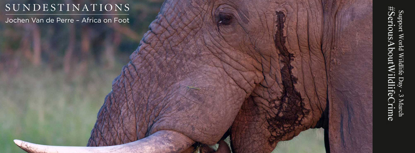 SDWildlifeElephant SDWildlifeElephant